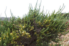 Salsola oppositifolia