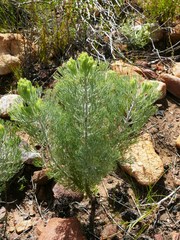 Paranomus bracteolaris