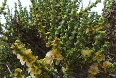Salsola oppositifolia