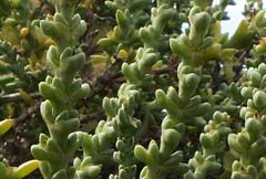 Salsola oppositifolia