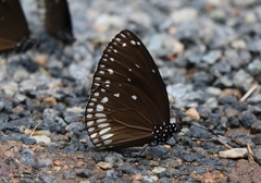Euploea klugii