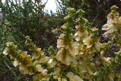 Salsola oppositifolia
