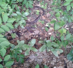 Hylotelephium maximum maximum