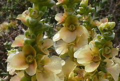 Salsola oppositifolia