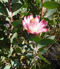 Protea punctata