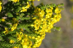 Euryops muirii