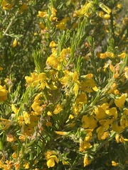 Aotus lanigera