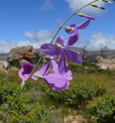 Heliophila juncea