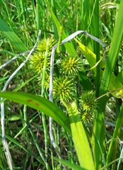 Sparganium erectum