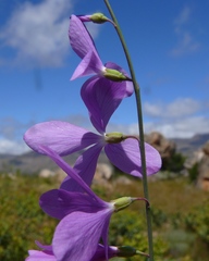 Heliophila juncea