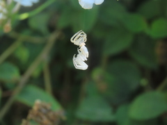 Thomisus citrinellus