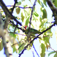 Psilopogon malabaricus