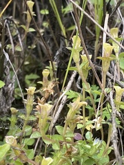 Gentiana squarrosa