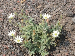Stellaria eschscholtziana