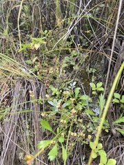 Gentiana squarrosa