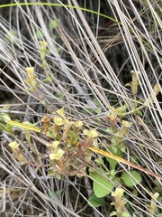 Gentiana squarrosa