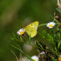 Colias nilagiriensis