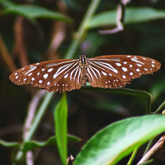 Parantica nilgiriensis