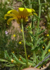 Osteospermum rigidum elegans