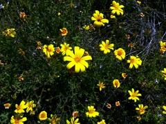Osteospermum rigidum elegans