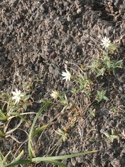 Stellaria eschscholtziana