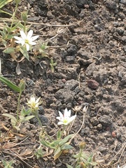Stellaria eschscholtziana