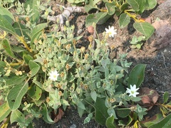Stellaria eschscholtziana