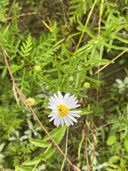 Aster altaicus