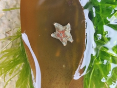 Asterina phylactica