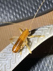 Nippancistroger testaceus