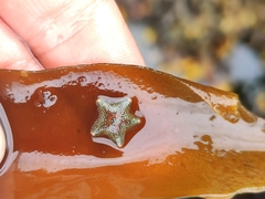Asterina phylactica