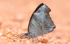 Libythea laius