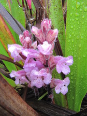 Harveya pauciflora