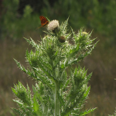 Cirsium wallichii