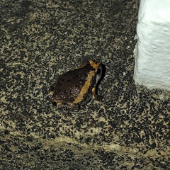 Kaloula pulchra