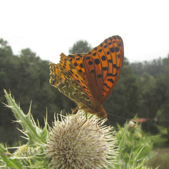 Argynnis castetsi
