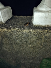 Kaloula pulchra