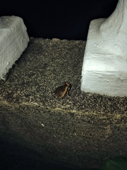 Kaloula pulchra