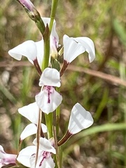 Diuris alba