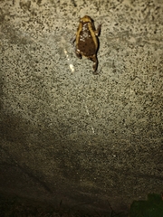 Kaloula pulchra