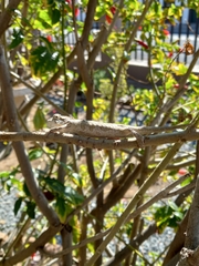 Bradypodion ventrale