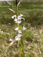 Diuris alba
