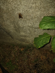 Kaloula pulchra