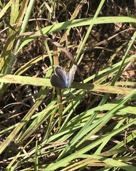 Plebejus samuelis