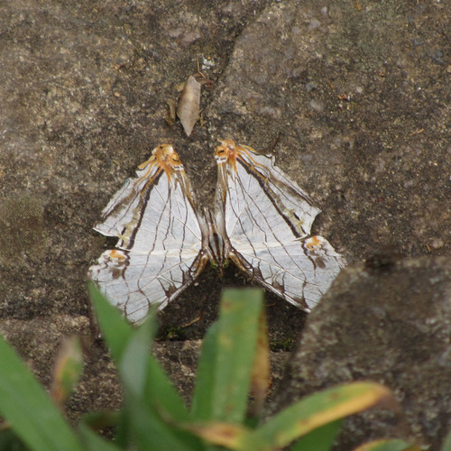 Photo of Common Mapwing (Cyrestis thyodamas)