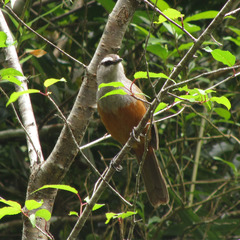Montecincla fairbanki