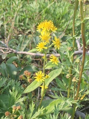 Solidago cuprea