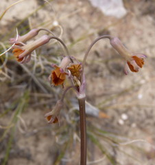Tulbaghia capensis