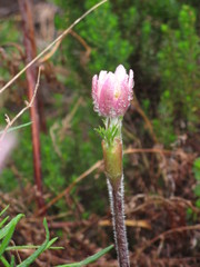 Knowltonia tenuifolia