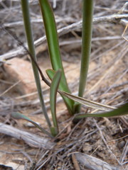 Tulbaghia capensis